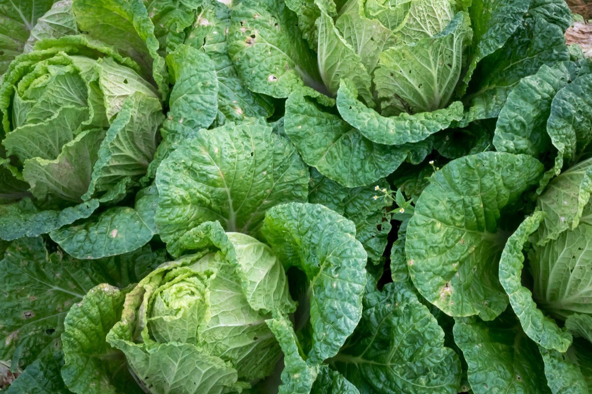 Napa cabbage salting