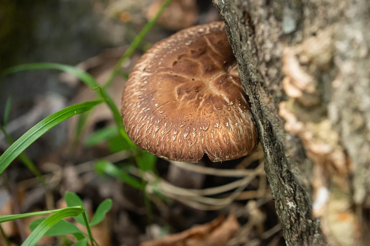 mushroom, food, eat, korea, nature, edible, woodland, health, plant, brown health