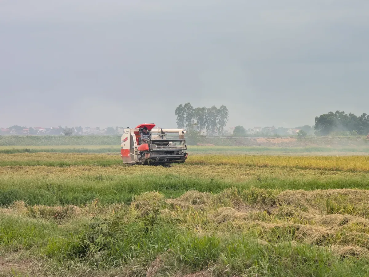 Combine harvester working in a vast rice field under a cloudy sky, capturing agricultural machinery in action.