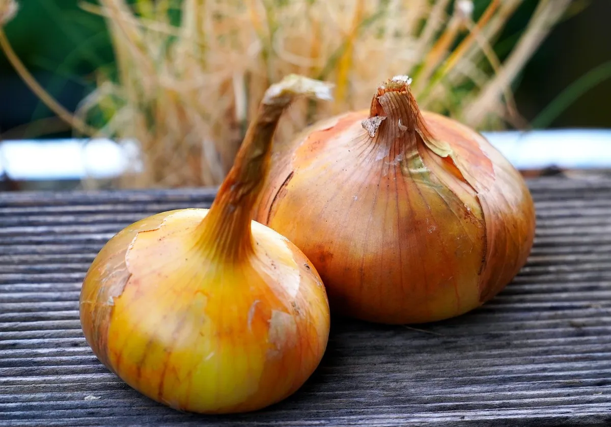 onions, fresh, vegetables, healthy, food, cuisine, flavor, herbs, ingredient, onions, onions, onions, onions, onions