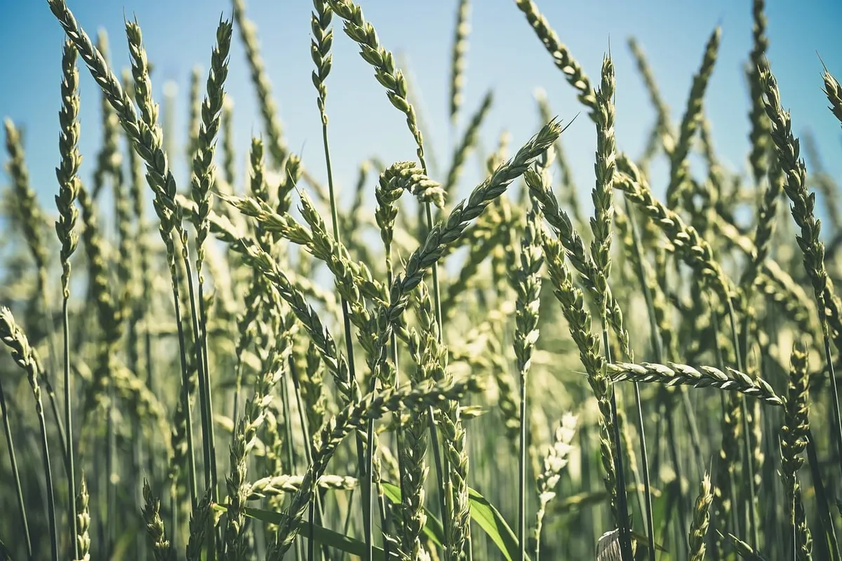 wheat, grain, agriculture, field, countryside, summer, green, blue sky, agricultural landscape, sky, rural area, summer field, farm, harvest, farming, landscape