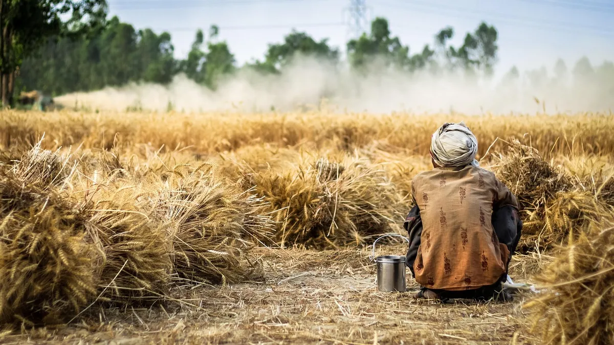 farmer, wheat, crop, agriculture, field, nature, harvest, farm, plant, farming, rural, farmland, worker, man, food, agricultural, work, organic, cereal, country