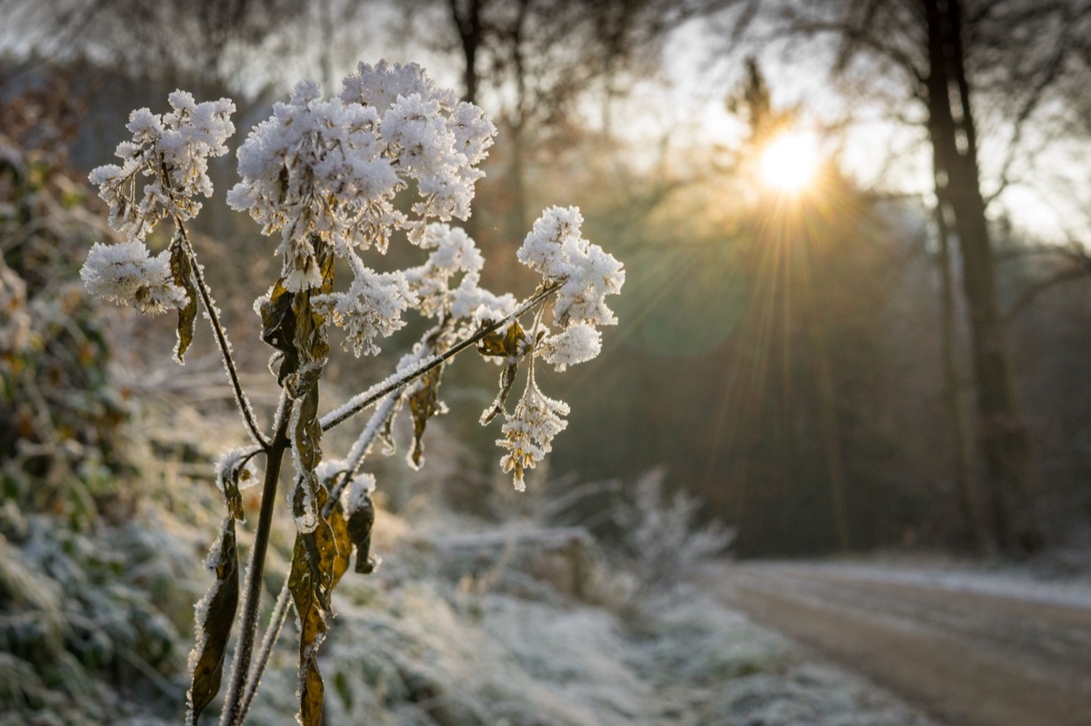 Winter Frost, Still Landscape
